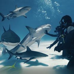 Chapter New AVP content: Sharks image.